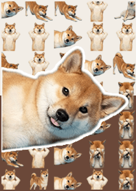 柴犬真人表演 棕色