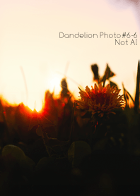 Dandelion Photo #6-6 Not AI