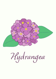 Hydrangea-02*
