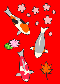 NISHIKIGOI2