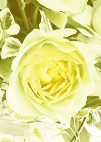 one rose -yellow-