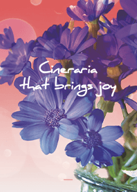 Beige Pink : Cineraria that brings joy