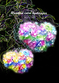 Love luck Rainbow color hydrangea2