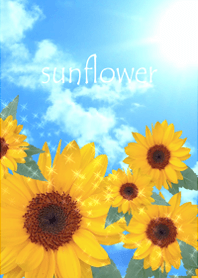 Happy happy sunflower11