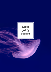 PHOTO-JELLYFISH#1