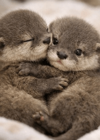 Cute Otter Hugs - Real Fur & Blue Paws