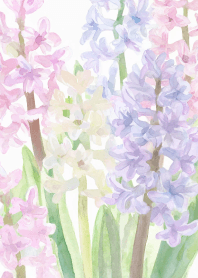 Memories of Hyacinthus orientalis! Vol.1