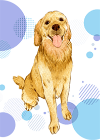 Golden Retriever by Ystudio