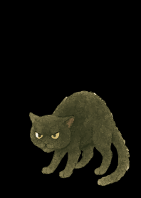 Angry Black Cat on black