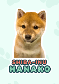 Shiba Inu Hanako [PhotoTheme*a25]