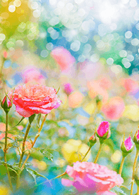 Beautiful rose flower(R3648)