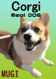 Real DOG Corgi MUGI