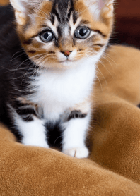 Nyanko Runaway#bjwf519