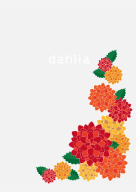 autumn dahlia on white JP