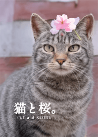 Cats and SAKURA