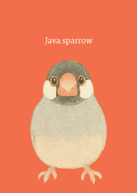 I am a Java sparrow on r & y JP