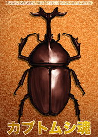Beetle spirit