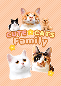 CUTE CATS Family BROWN