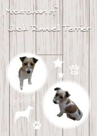 Moca of Jack Russell