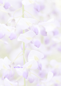 Wisteria flower Theme 7