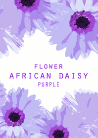 FLOWER AFRICAN DAISY PURPLE