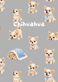 I love Chihuahuas01 white JP