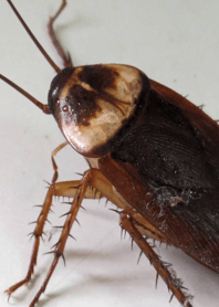 提升膽量-蟑螂 yy9GU