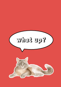 Counselor's Cat on red