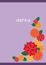autumn dahlia on purple