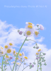 Philadelphia daisy Photo #1-19 NotAI