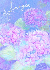 *Hydrangea*