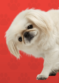 ธีมปักกิ่งสีขาว Red 04