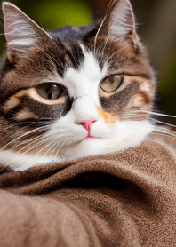 Nyanko Great Runaway＃bywal03。
