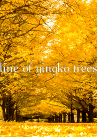 line of gingko trees ver.4
