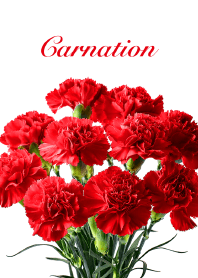 Carnation vol.4