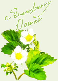 Strawberry flower