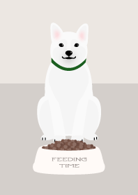 feeding time! - White Shiba Inu -