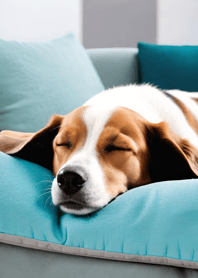 Bright Moon and Dawn 774c1b