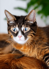 Cats run wild #CQIF51.