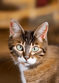 Cats run wild #CNWF227.