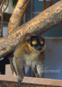Eulemur fulvus