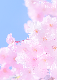 Sakura Photo 287 Not AI