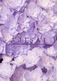 AJISAI - Purple Flower 2