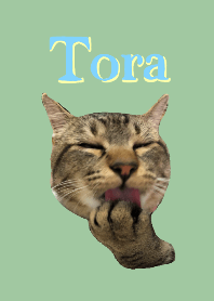 Tora is cute cat.