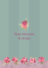 Rose blossom & stripe