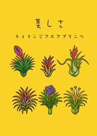 我養的空氣鳳梨開花期(蛋黃色)
