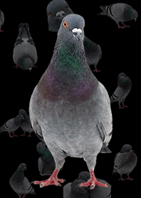 Pigeon (Realistic, Dark)
