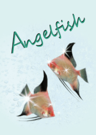 Freshwater Angelfish "orange and black"