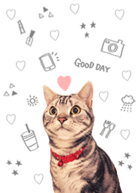 アメショのレオくん＠ペットグランプリ