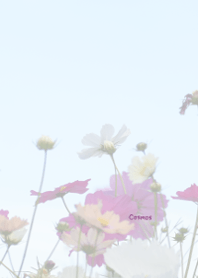 Cosmos Theme ver.Japan 5